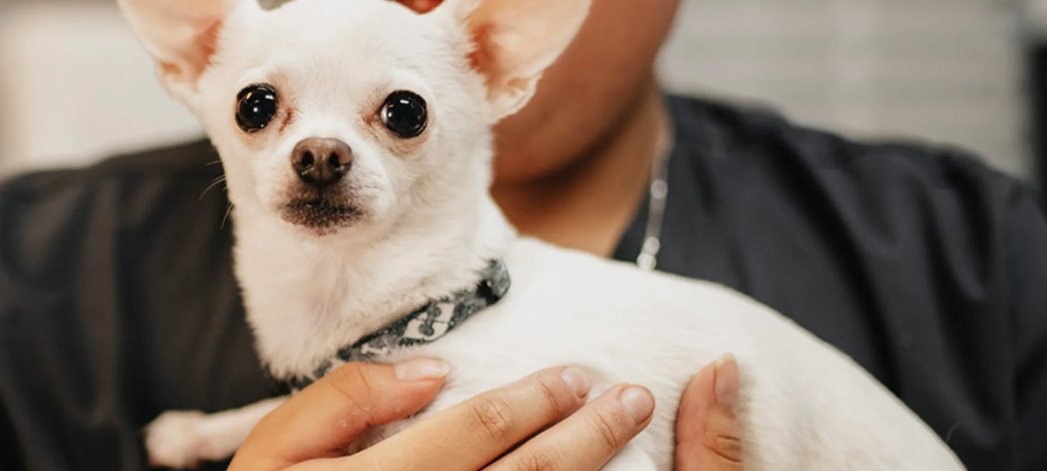 Staff member holding a small white Chihuahua dog